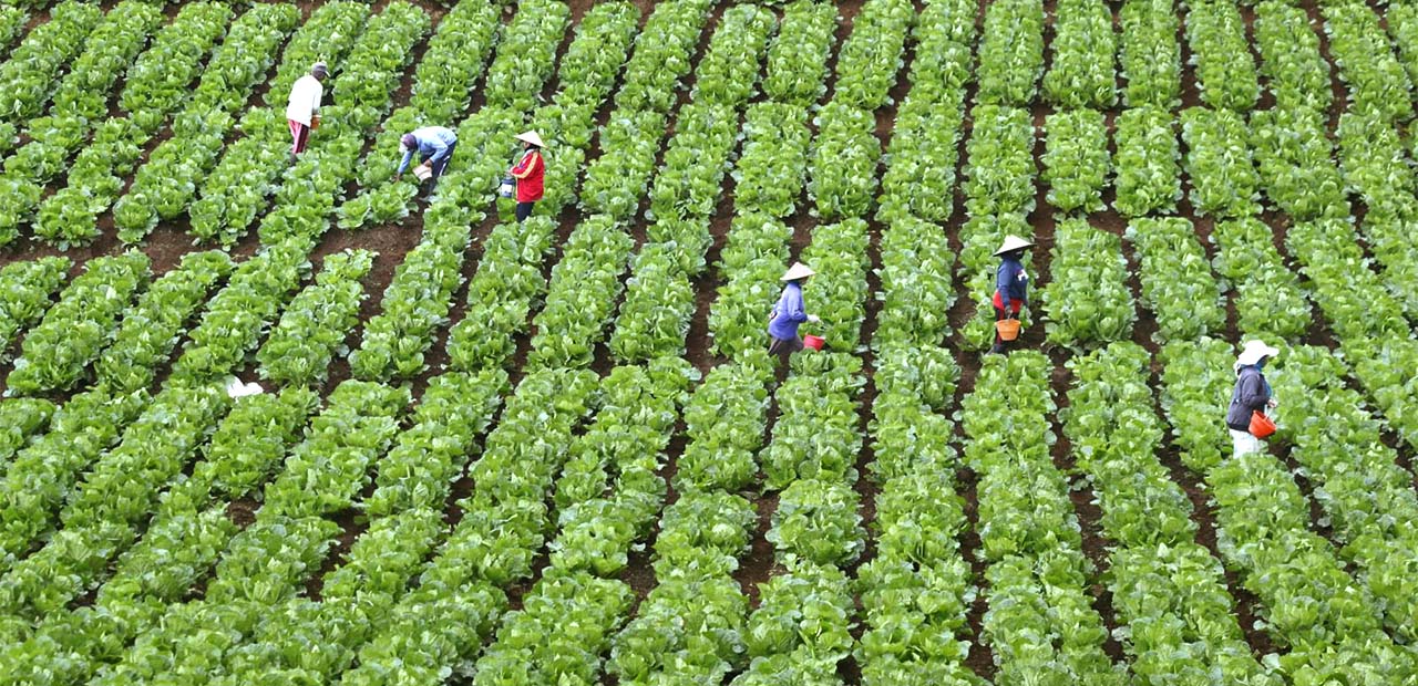 Reducing Unemployment | Producing Safe Food and Enhancing Value Chain
